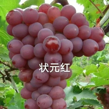 状元红葡萄苗/嫁接苗一年苗一级苗成活率高货源充足