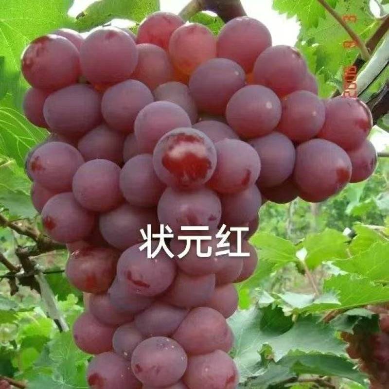 状元红葡萄苗/嫁接苗一年苗一级苗成活率高货源充足