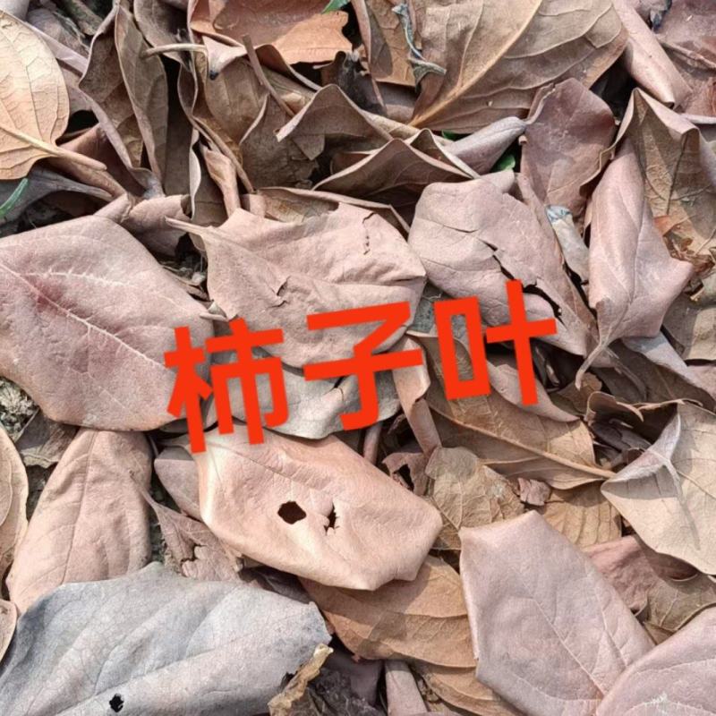 柿子叶霜后柿子叶质量好批发大货我们这里各种药材都有欢迎你