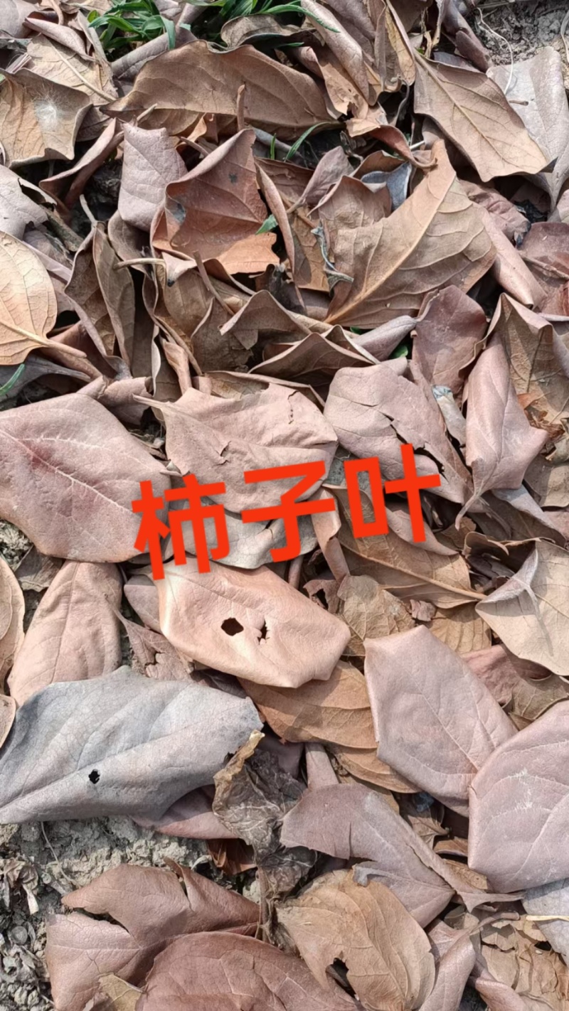 柿子叶霜后柿子叶质量好批发大货我们这里各种药材都有欢迎你