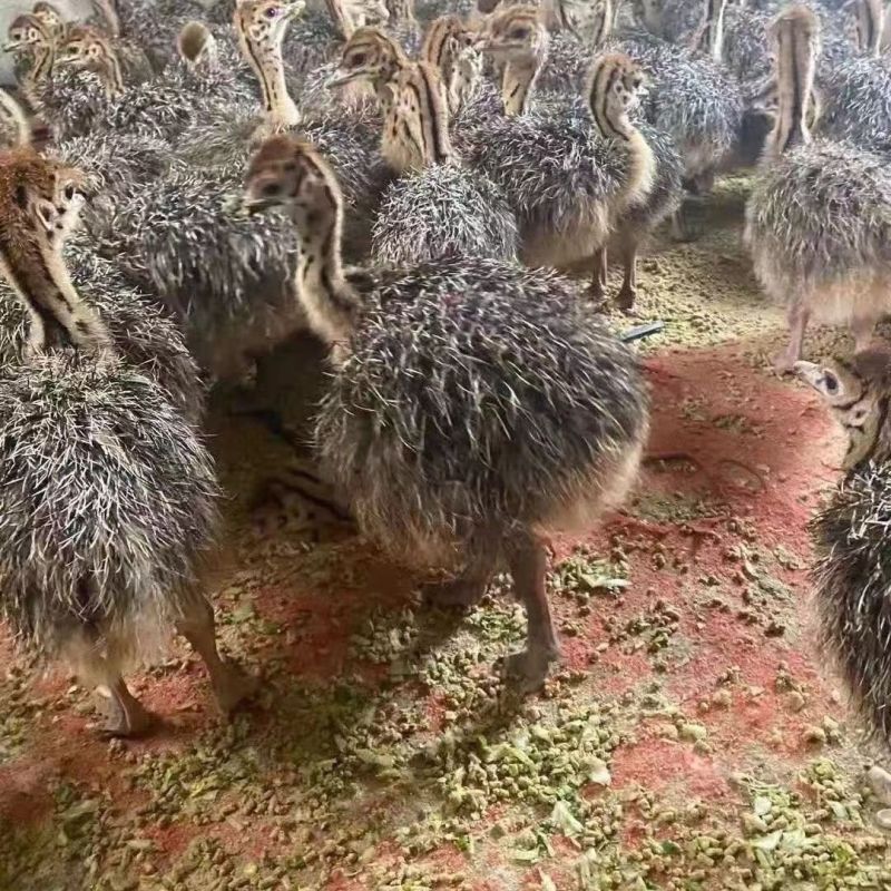 《鸵鸟》嘉祥养殖，成年鸵鸟，优质，一年长到两百斤，吃青草