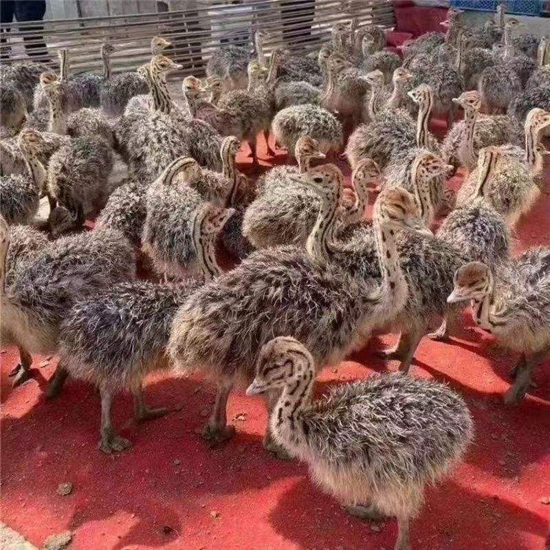 《鸵鸟》嘉祥养殖，成年鸵鸟，优质，一年长到两百斤，吃青草