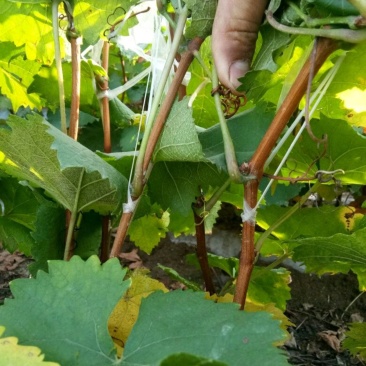 醉金香葡萄苗基地直销，保纯度，保成活率，提供种植管理技术