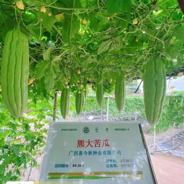 【熊大苦瓜】早中熟油白耐热耐雨水浅绿色分枝强