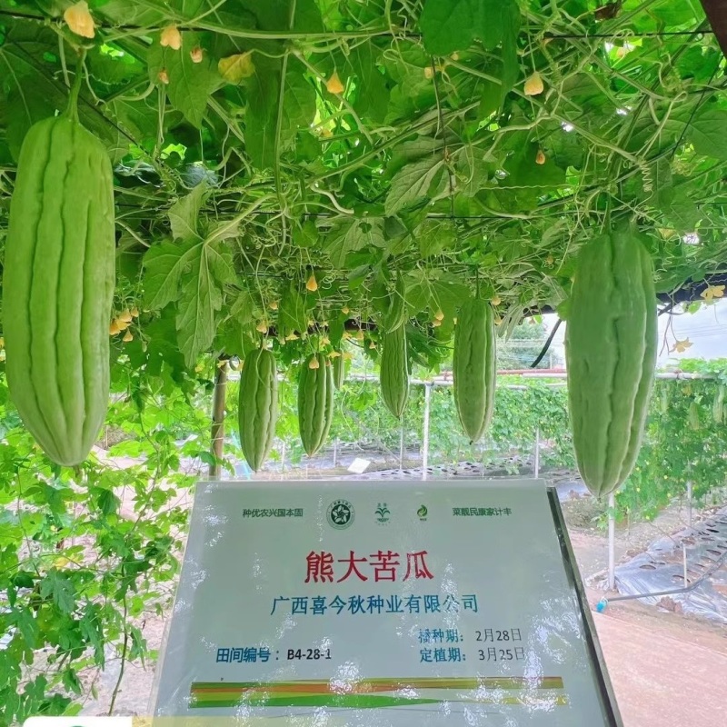 【熊大苦瓜】早中熟油白耐热耐雨水浅绿色分枝强