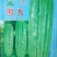 【熊大苦瓜】早中熟油白耐热耐雨水浅绿色分枝强