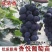 葡萄苗/香悦葡萄苗/茉莉香葡萄苗/品种齐全/基地直发
