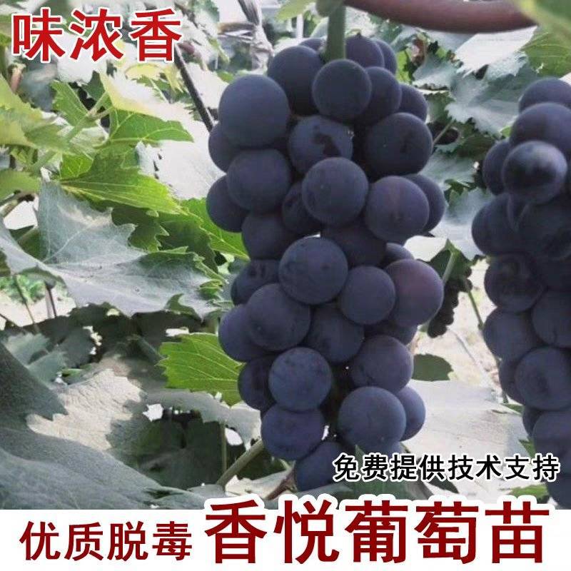 葡萄苗/香悦葡萄苗/茉莉香葡萄苗/品种齐全/基地直发