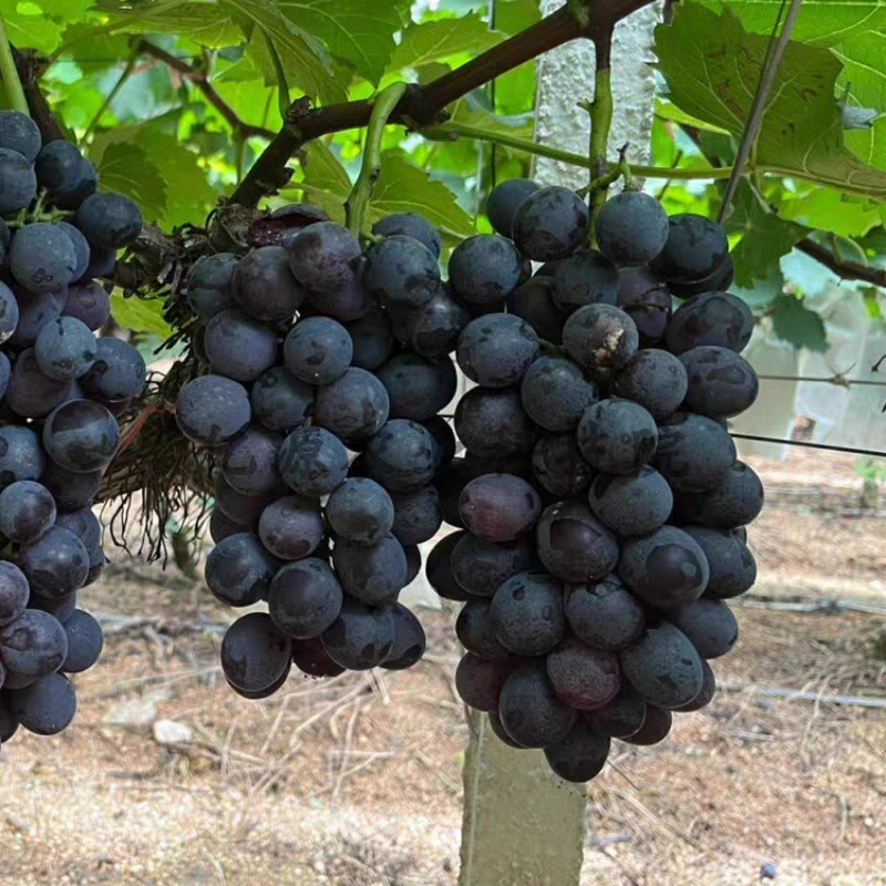 葡萄苗/香悦葡萄苗/茉莉香葡萄苗/品种齐全/基地直发