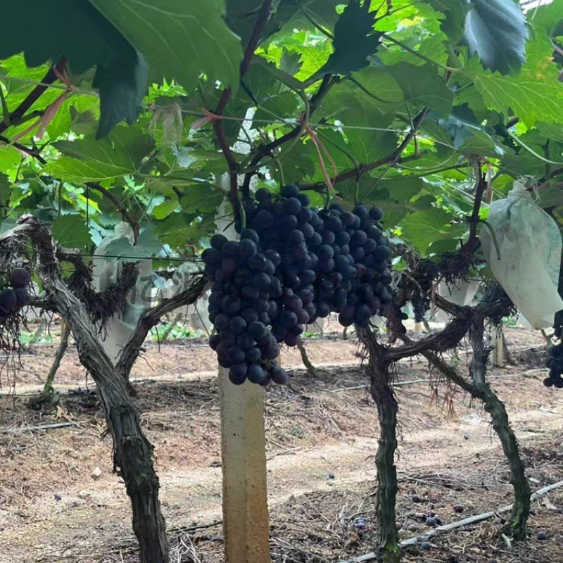 葡萄苗/香悦葡萄苗/茉莉香葡萄苗/品种齐全/基地直发