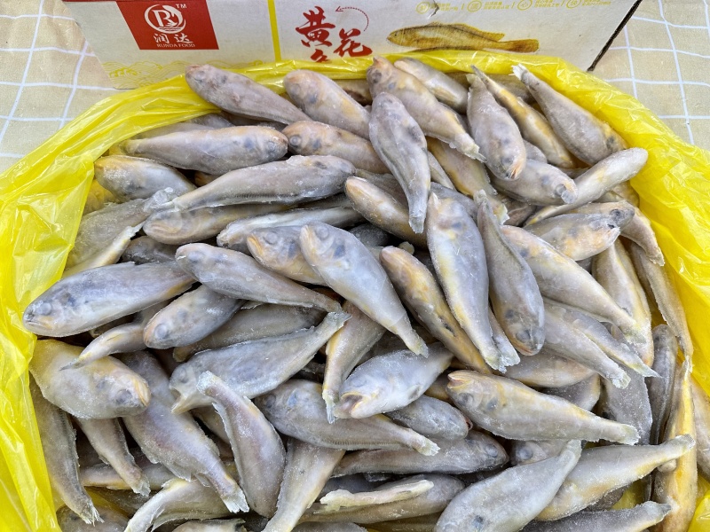 小黄鱼