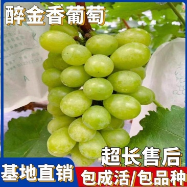 醉金香葡萄苗/基地直发/技术指导/葡萄苗品种齐全