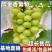 醉金香葡萄苗/基地直发/技术指导/葡萄苗品种齐全