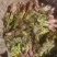 云南刺老芽