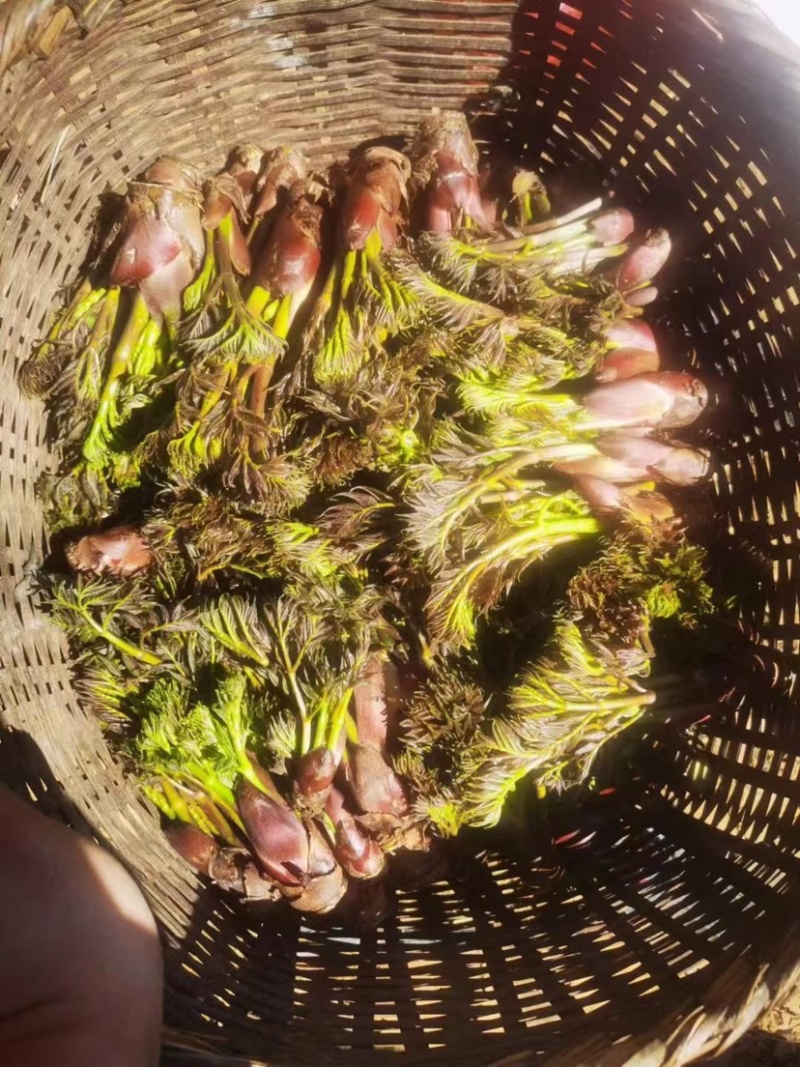云南刺老芽