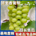 醉金香葡萄苗/基地直发/技术指导/葡萄苗品种齐全