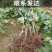 醉金香葡萄苗/基地直发/技术指导/葡萄苗品种齐全