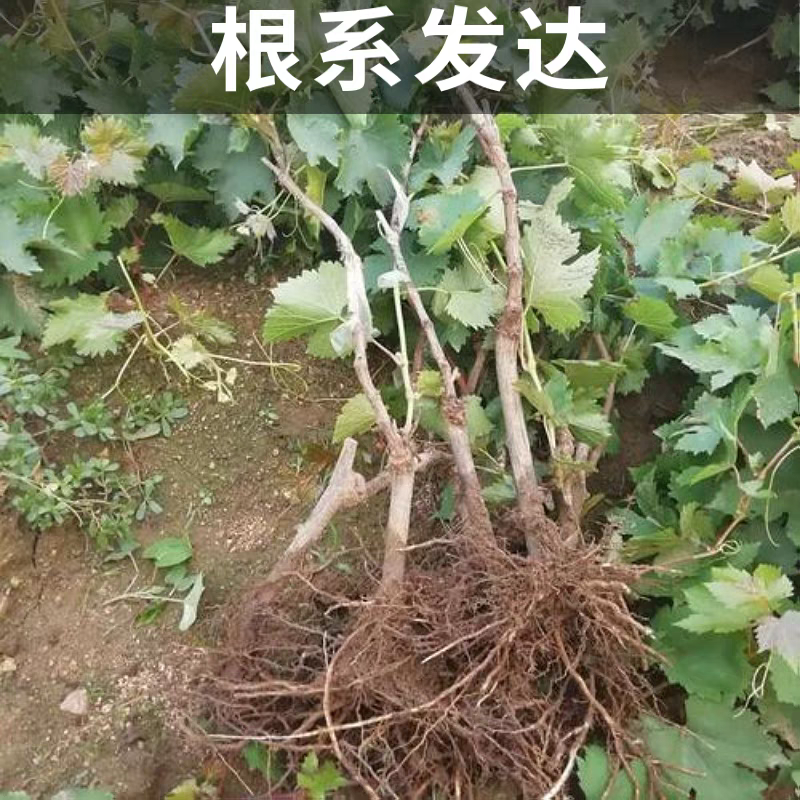 醉金香葡萄苗/基地直发/技术指导/葡萄苗品种齐全