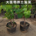 醉金香葡萄苗/基地直发/技术指导/葡萄苗品种齐全