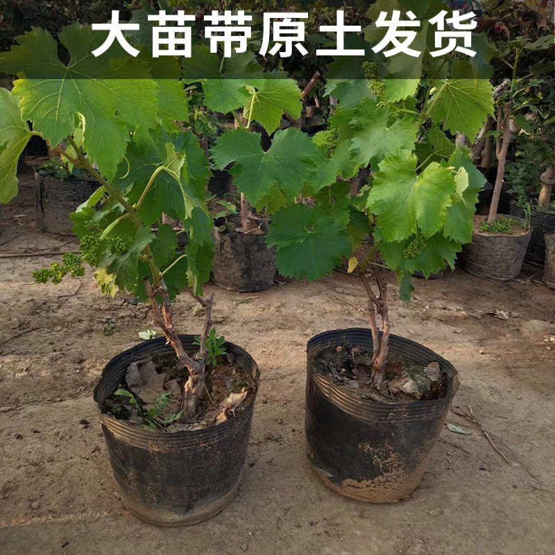 醉金香葡萄苗/基地直发/技术指导/葡萄苗品种齐全