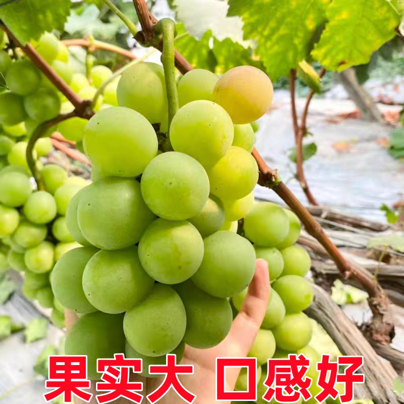 醉金香葡萄苗/基地直发/技术指导/葡萄苗品种齐全