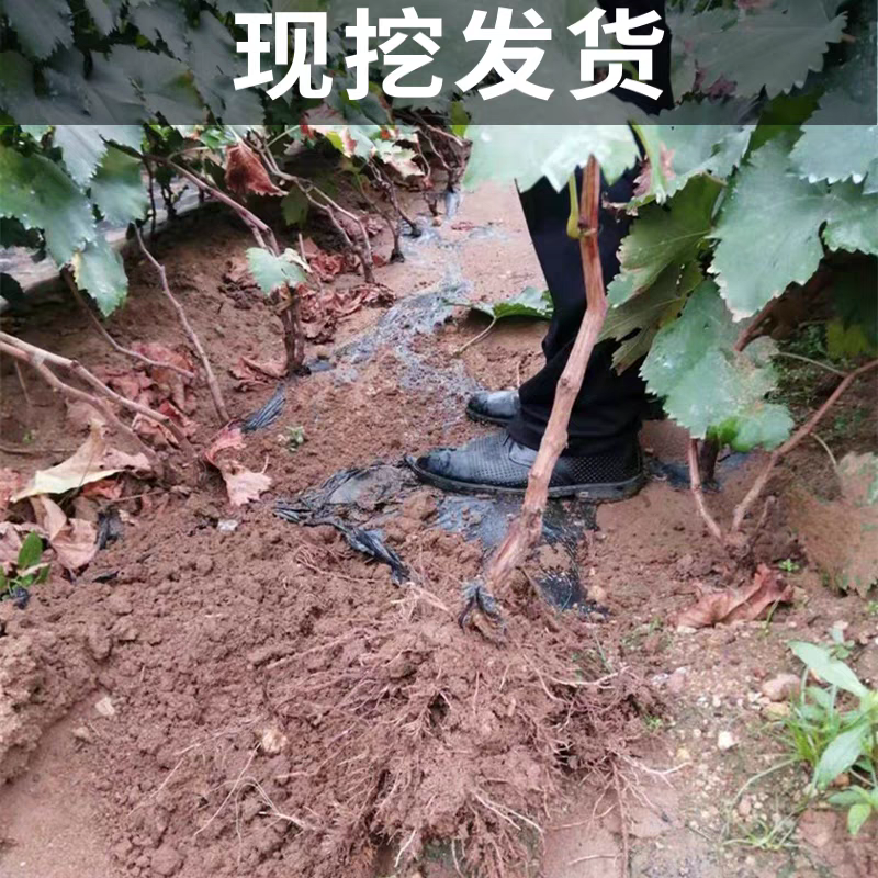醉金香葡萄苗/基地直发/技术指导/葡萄苗品种齐全