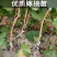 醉金香葡萄苗/基地直发/技术指导/葡萄苗品种齐全