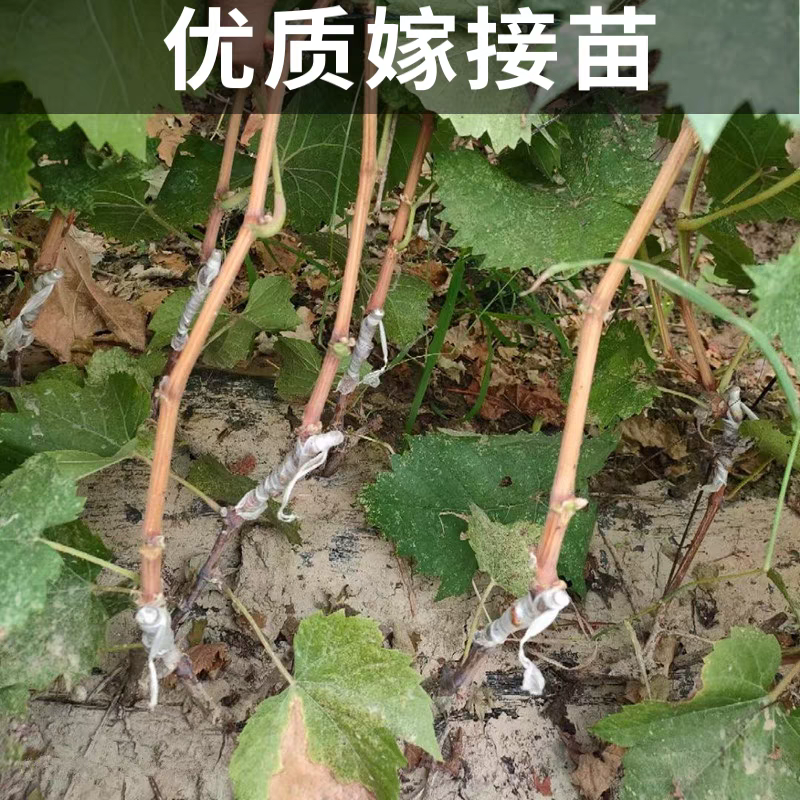 醉金香葡萄苗/基地直发/技术指导/葡萄苗品种齐全