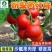 老品种-粉果西红柿种子沙瓤果肉厚中早熟生长型