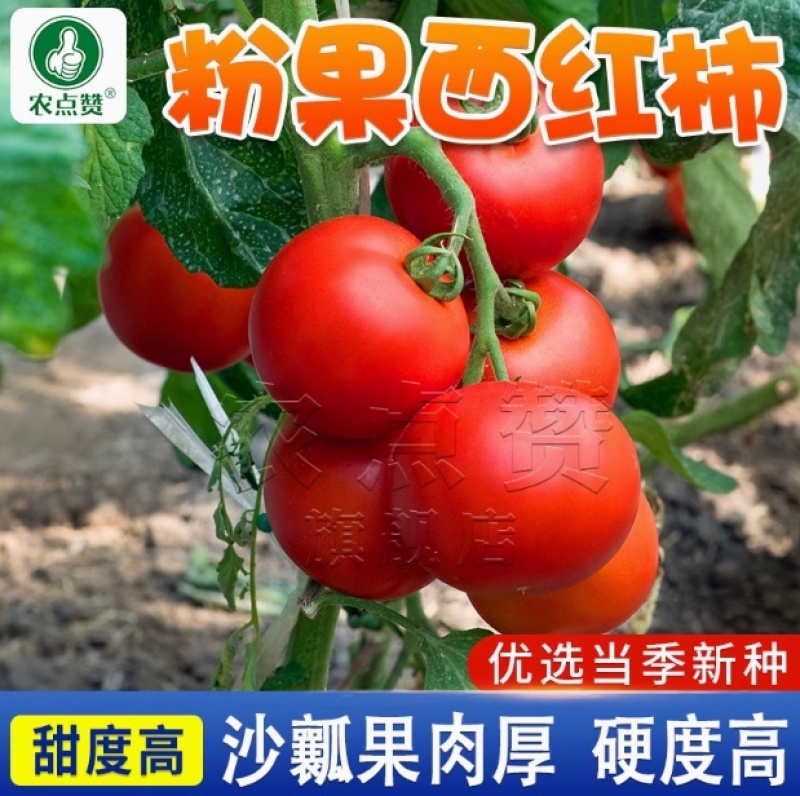 老品种-粉果西红柿种子沙瓤果肉厚中早熟生长型