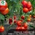 老品种-粉果西红柿种子沙瓤果肉厚中早熟生长型