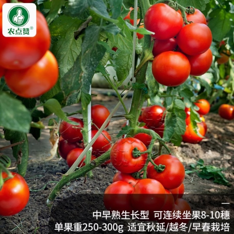 老品种-粉果西红柿种子沙瓤果肉厚中早熟生长型