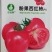 老品种-粉果西红柿种子沙瓤果肉厚中早熟生长型