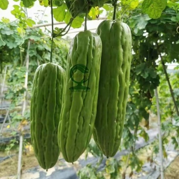 泰皇苦瓜中早熟油瓜果型棒状适应性广座瓜强丰产