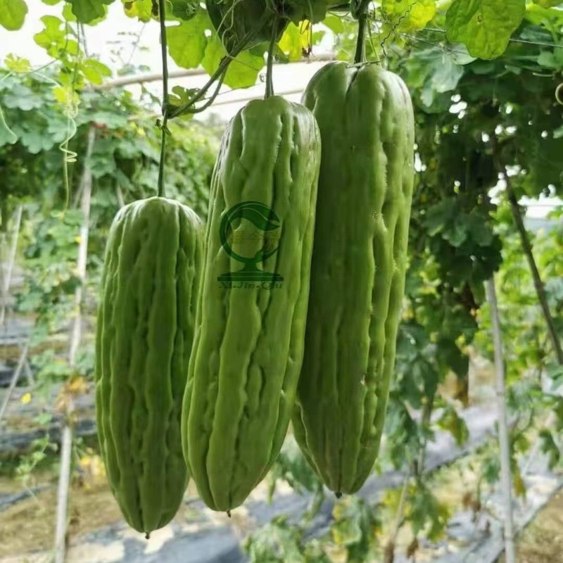 泰皇苦瓜中早熟油瓜果型棒状适应性广座瓜强丰产