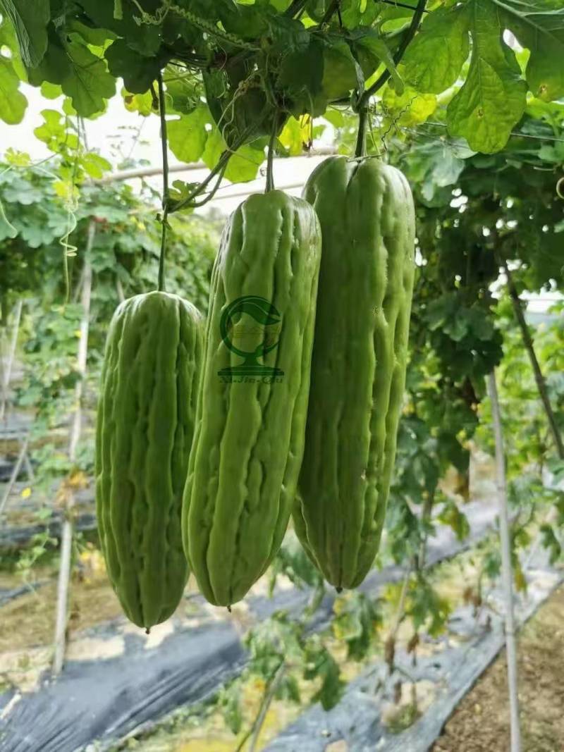 泰皇苦瓜中早熟油瓜果型棒状适应性广座瓜强丰产