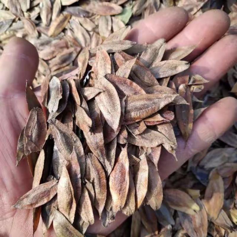 正宗新产杜仲种子育苗专用纯新籽，发芽率高品质保证