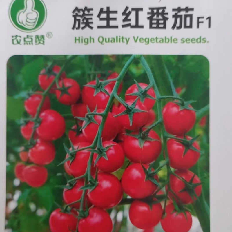 簇生红番茄种子-适应性强四季可种口感脆嫩微甜