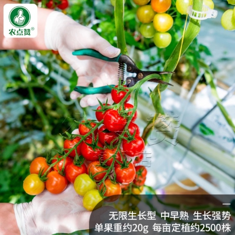 簇生红番茄种子-适应性强四季可种口感脆嫩微甜