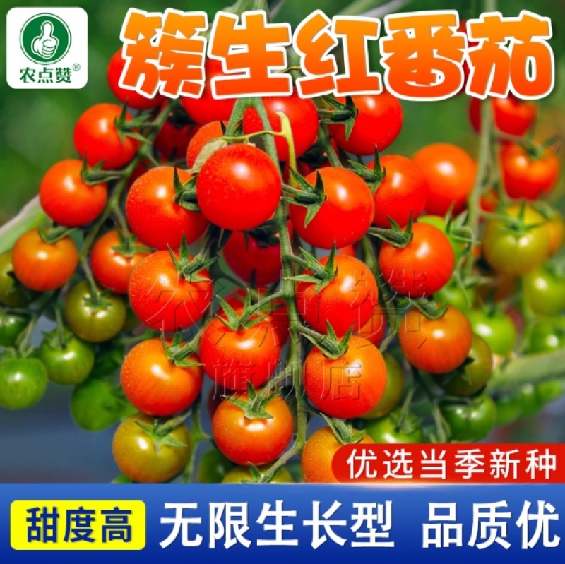 簇生红番茄种子-适应性强四季可种口感脆嫩微甜