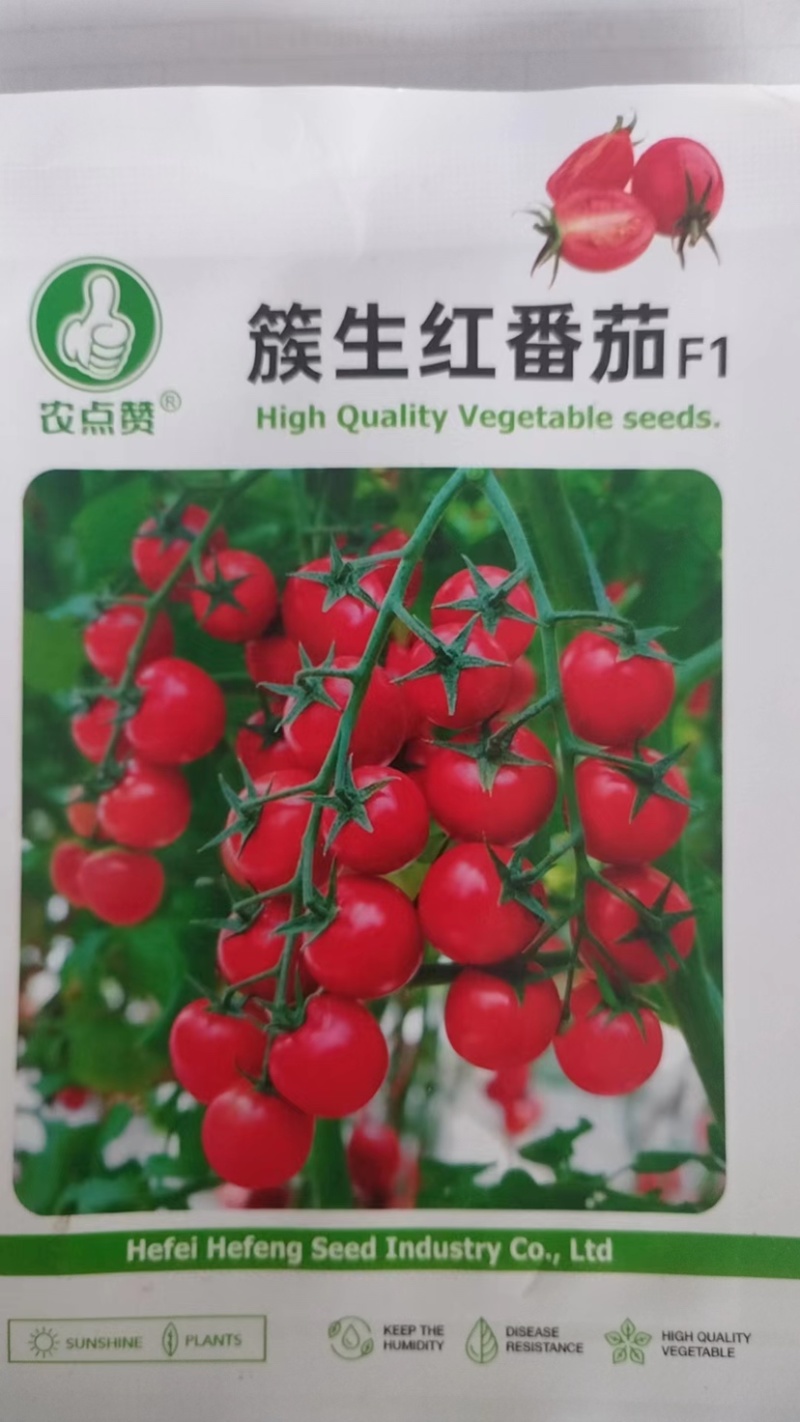 簇生红番茄种子-适应性强四季可种口感脆嫩微甜
