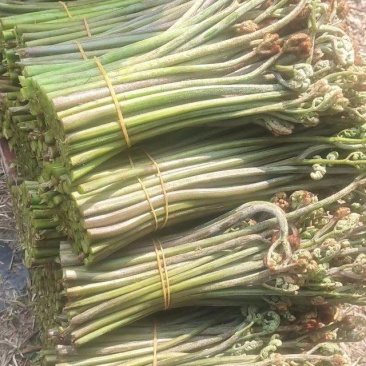 野生蕨菜