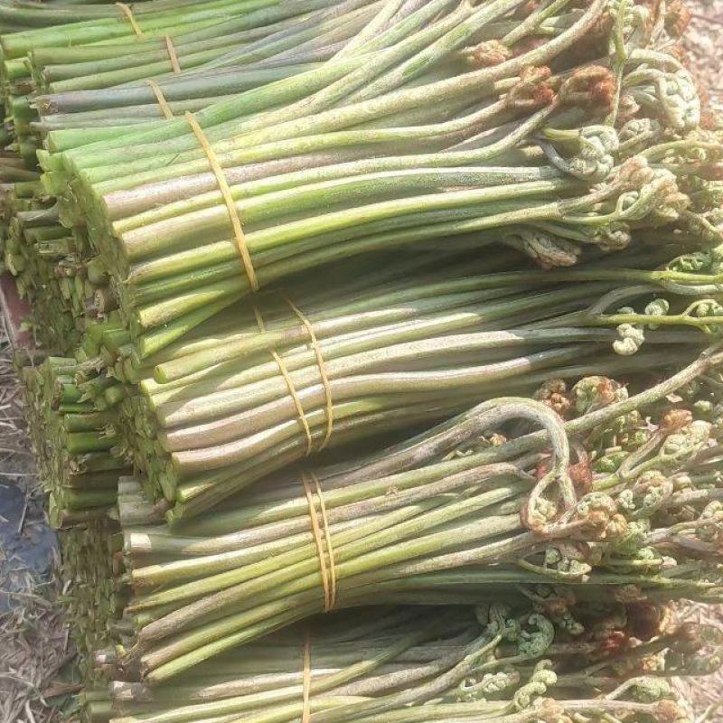 野生蕨菜