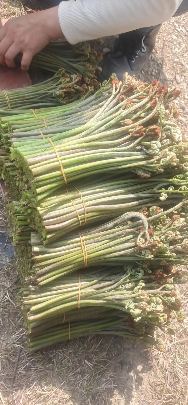 野生蕨菜
