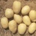 V7土豆产地直发3.5两起黄皮黄心土豆通天大量上市