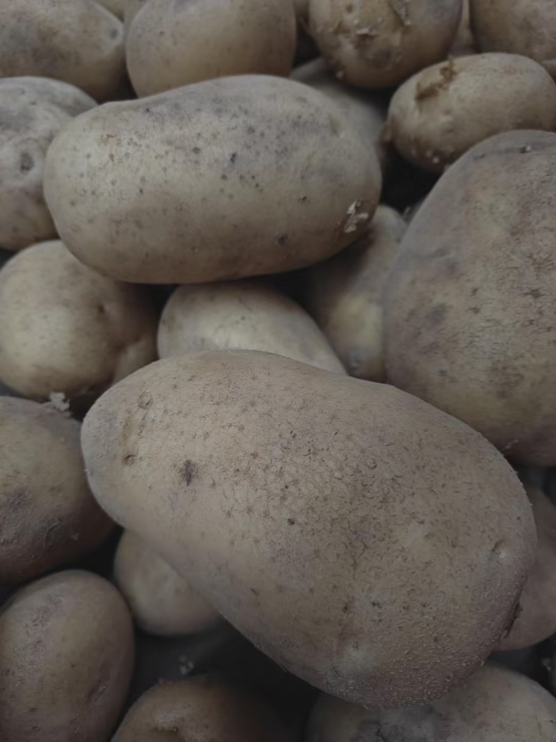 V7土豆产地直发3.5两起黄皮黄心土豆通天大量上市