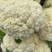 菜花白面青梗松花菜量大质优价格优惠一手货源欢迎采购