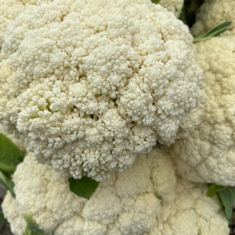 菜花白面青梗松花菜量大质优价格优惠一手货源欢迎采购