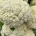 菜花白面青梗松花菜量大质优价格优惠一手货源欢迎采购