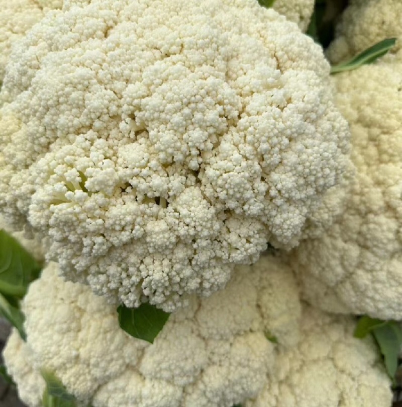 菜花白面青梗松花菜量大质优价格优惠一手货源欢迎采购